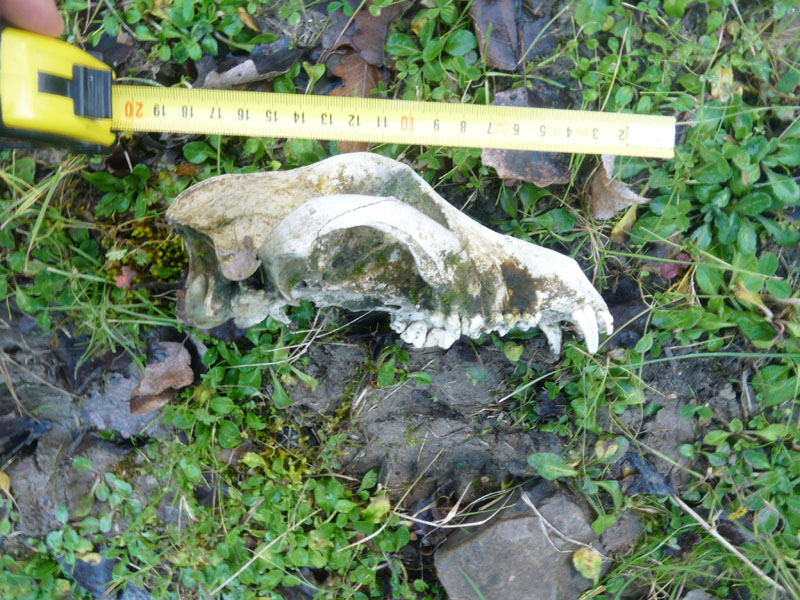 cranio di canide